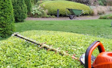 Snoeien Tuin Wanneer